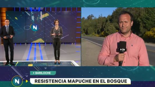 El bosque de la resistencia mapuche