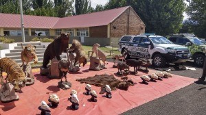 Secuestraron 55 animales embalsamados e investigan una red ilegal