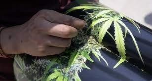 El ministro Kulfas asegura que la industria del cannabis medicinal generará 10.000 empleos