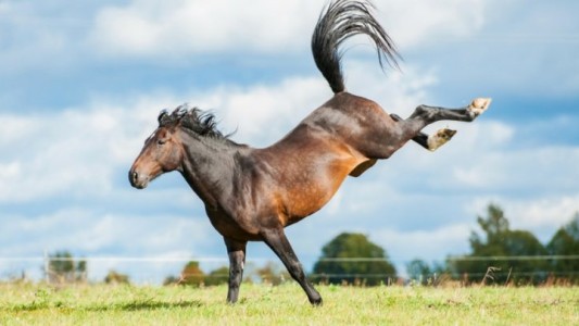 Una nena de 4 años recibió una patada de un caballo y quedó internada