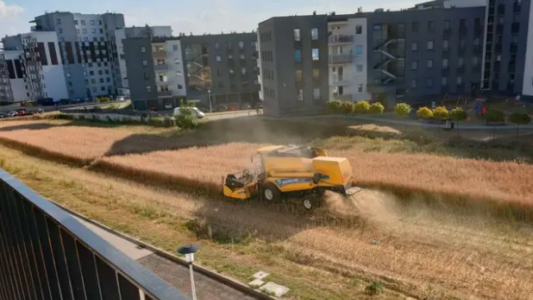 Se negó a vender su campo y ahora trabaja la tierra entre edificios