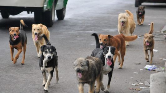 Alertan que hay 6 millones de perros y gatos que viven en las calles del conurbano