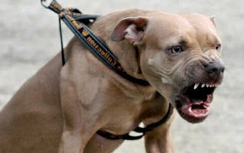 Pitbull mordió a un adolescente: el dueño y el padre de la víctima se agarraron a golpes