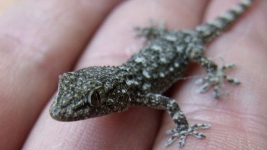 Por el calor, hay una invasión de lagartijas en Capital y el conurbano