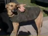 Firulais, el perro que evitó un robo en Quilmes