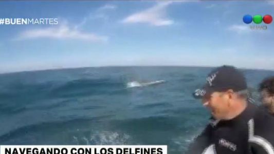Mar del Plata: los buzos que navegaron con delfines