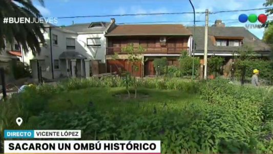 Vicente López: vecinos denuncian que sacaron un ombú de 500 años