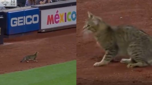 Un gato se robó la atención durante un partido de béisbol en Nueva York