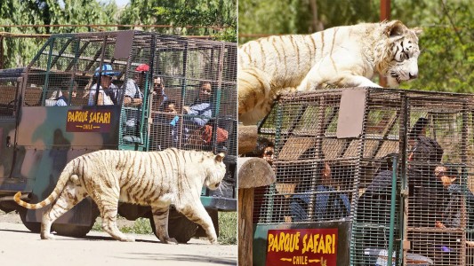 Una mujer falleció en un Zoo de Chile tras ser atacada por un tigre