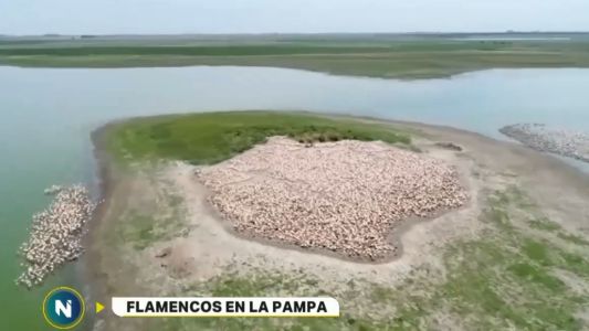 Una colonia de flamencos se afincó en un campo en La Pampa