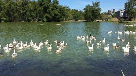 Comenzó la mudanza de los gansos de los lagos de Palermo