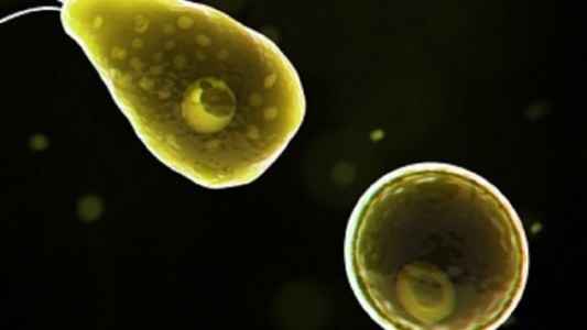 Un nene de 7 años murió infectado por una ameba "comecerebros" en California