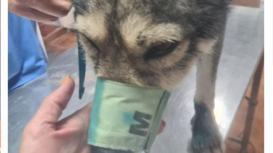 Enganchó a su perro al auto y  lo arrastró más de 500 metros: una mujer intervino en defensa del animal