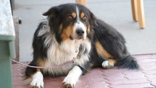 En Mendoza preparan un encuentro masivo entre perros perdidos y dueños que los buscan