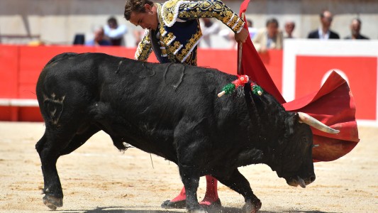 Mataron dos toros en España llamados 'Feminista' y 'Nigeriano'