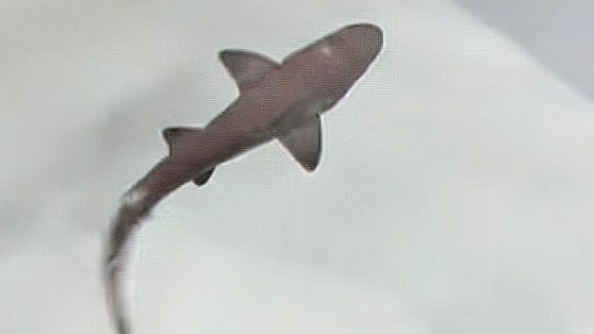 Nació un tiburón en un estanque en el que sólo había hembras: cómo lo explica la ciencia