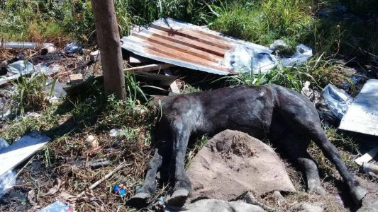 Totalmente drogado, robó un caballo, le quebró el cráneo a golpes y lo quería descuartizar