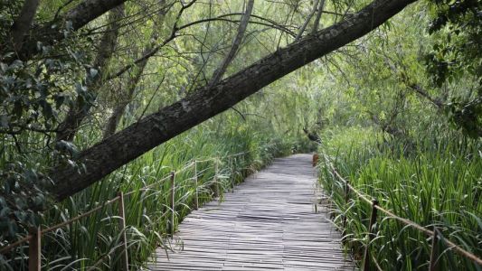 Inauguran la Reserva Natural de Avellaneda con cientos de especies de aves y libélulas