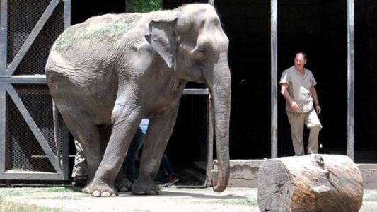 Comienzan a entrenar a la elefanta del Zoo de La Plata para su viaje a Brasil