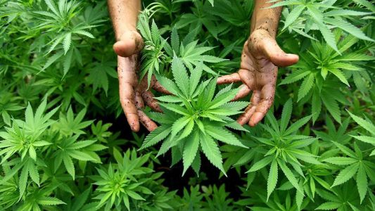 Inédito fallo permitirá a una mamá salteña cultivar cannabis medicinal