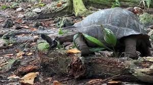 Sorpresa entre los científicos por la enorme tortuga que cazó un pajarito para comer