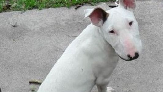 Tiene 13 años y lo amenazaron de muerte para robarle a su perro: ahora lo busca en las redes