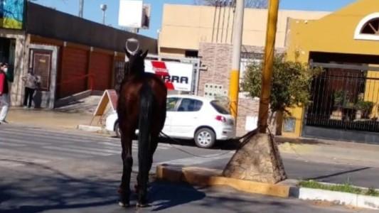 Cruzaba caminando la calle y la embistió un caballo: quedó internada