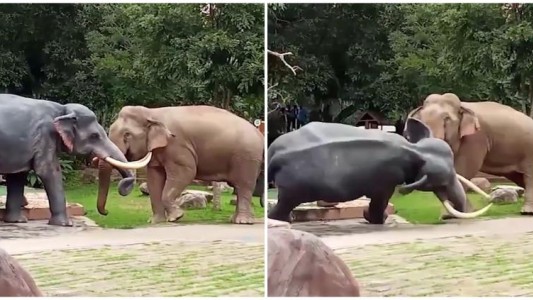 Video: el elefante que confundió una escultura con un rival de la manada