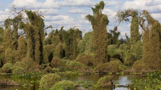 Premian proyecto “Los Fermositos”, sobre los duendes del Bañado La Estrella