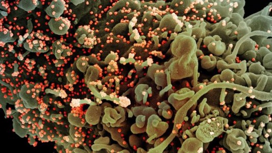 Descubrieron una nueva variante de coronavirus que muta casi el doble que el resto de las cepas