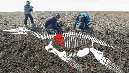 Los dinosaurios sufrieron una patología compatible con la tuberculosis, según un estudio