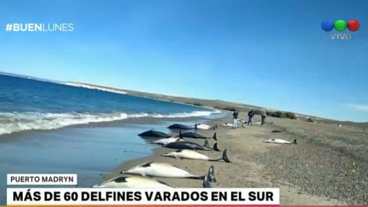 Más de 60 delfines vararon en el sur