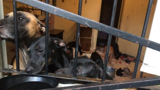 Abandonó a 10 perros en el departamento que alquilaba y los vecinos piden ayuda para adoptarlos