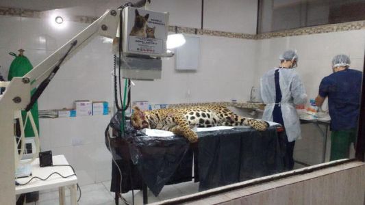 Luto en la selva: Atropellaron a una yaguareté preñada a punto de parir dos cachorros