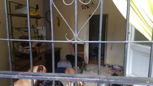Se fue de viaje y dejó a diez perros encerrados en su departamento