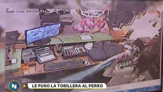 La Plata: una expolicía con arresto domiciliario le puso la tobillera a su perro y salió a robar
