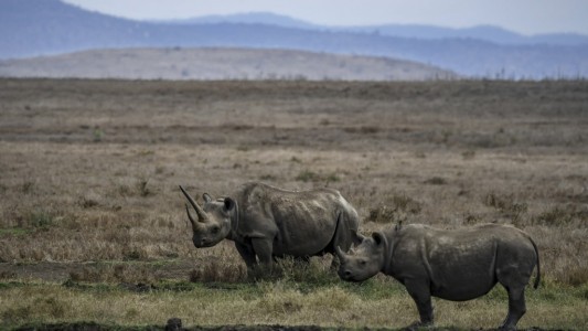 Cuernos de rinoceronte radiactivos para frenar la caza furtiva