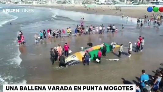 Mar del Plata: intentan salvar a una ballena encallada en Punta Mogotes