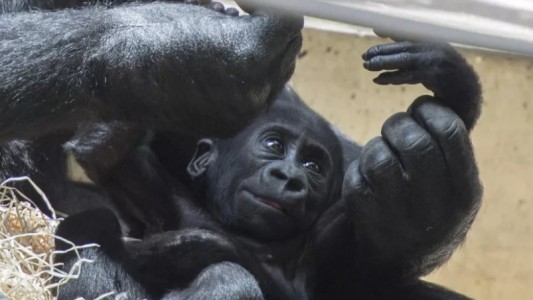 Con tos y otros síntomas gorilas dieron positivo de coronavirus: están en tratamiento