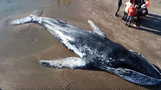 Mar del Plata: murió la ballena que estaba encallada en Punta Mogotes