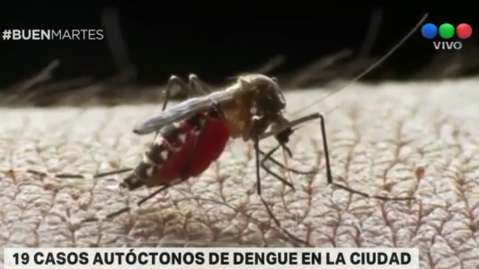 Dengue: ya son 19 los casos autóctonos en la Ciudad de Buenos Aires