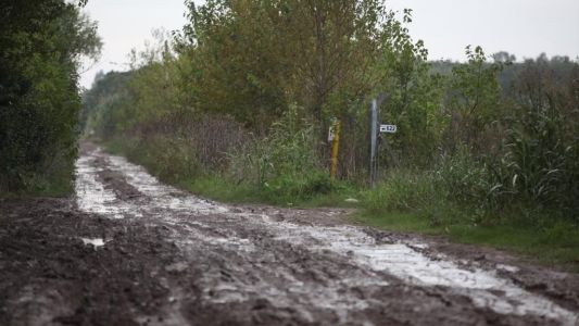Tras las denuncias, sigue la búsqueda de un león suelto en La Plata