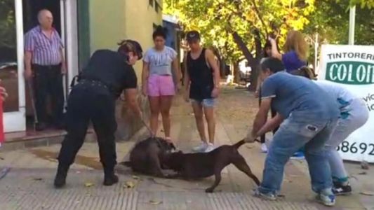 Una pitbull casi destroza a un perro callejero y ahora buscan una familia que lo adopte