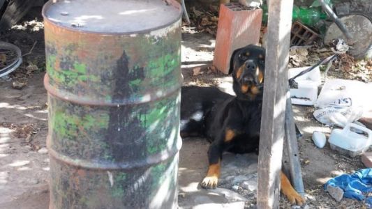 Piden que adopten a los perros del Clan Benítez, la familia abusadora de mujeres
