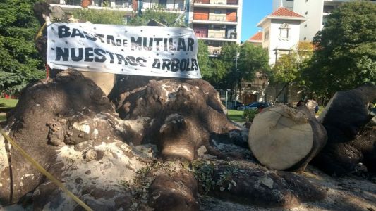 Podaron el histórico ombú del Parque Rivadavia
