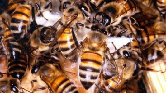 Un enjambre de abejas atacó y mató a 63 pingüinos: fueron picados en los ojos