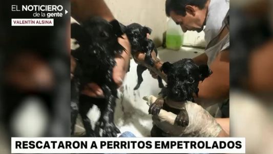 Hallaron cachorritos sumergidos en brea: el rescate de los "petrolitos"