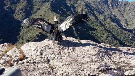 Video: "Poloc" el cóndor que fue envenenado, se recuperó y volvió a volar
