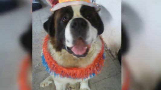 Llevó a su perro San Bernardo a la veterinaria para que lo bañen y se lo devolvieron muerto