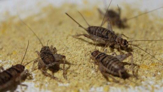 Casos de "síndrome de La Habana" en la Embajada de EE.UU. en Colombia: los grillos serían los causantes de "ataques" acústicos